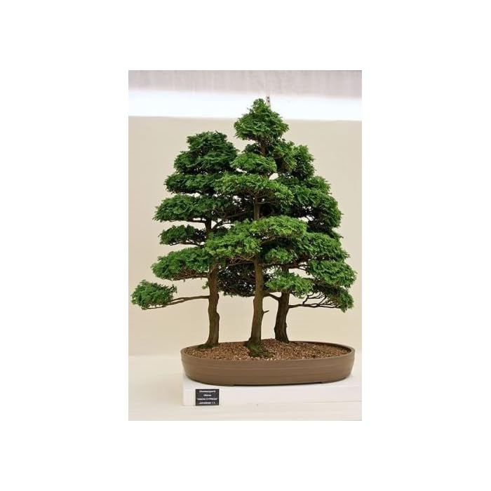 Buy Hinoki Cypress, Chamaecyparis Obtusa, 150 Tree Seeds (Evergreen