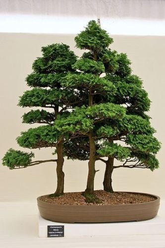 Tree Seeds - 50 Seeds of Hinoki Cypress, Chamaecyparis Obtusa (Evergreen, Bonsai)