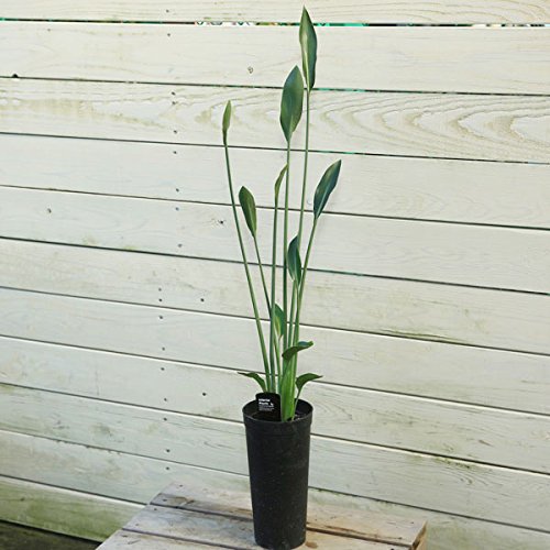 Amazon｜観葉植物：ストレリチア ユンケア ノンリーフ *ノーリーフ