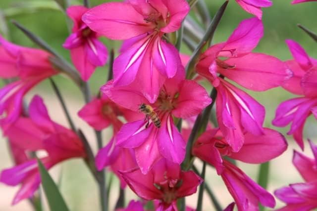 Byzantine Gladiolus (Gladiolus byzantinus) / 3 True Heirloom Byzantine Bulbs That Produce Spring Magenta Blooms by The Southern Bulb Company