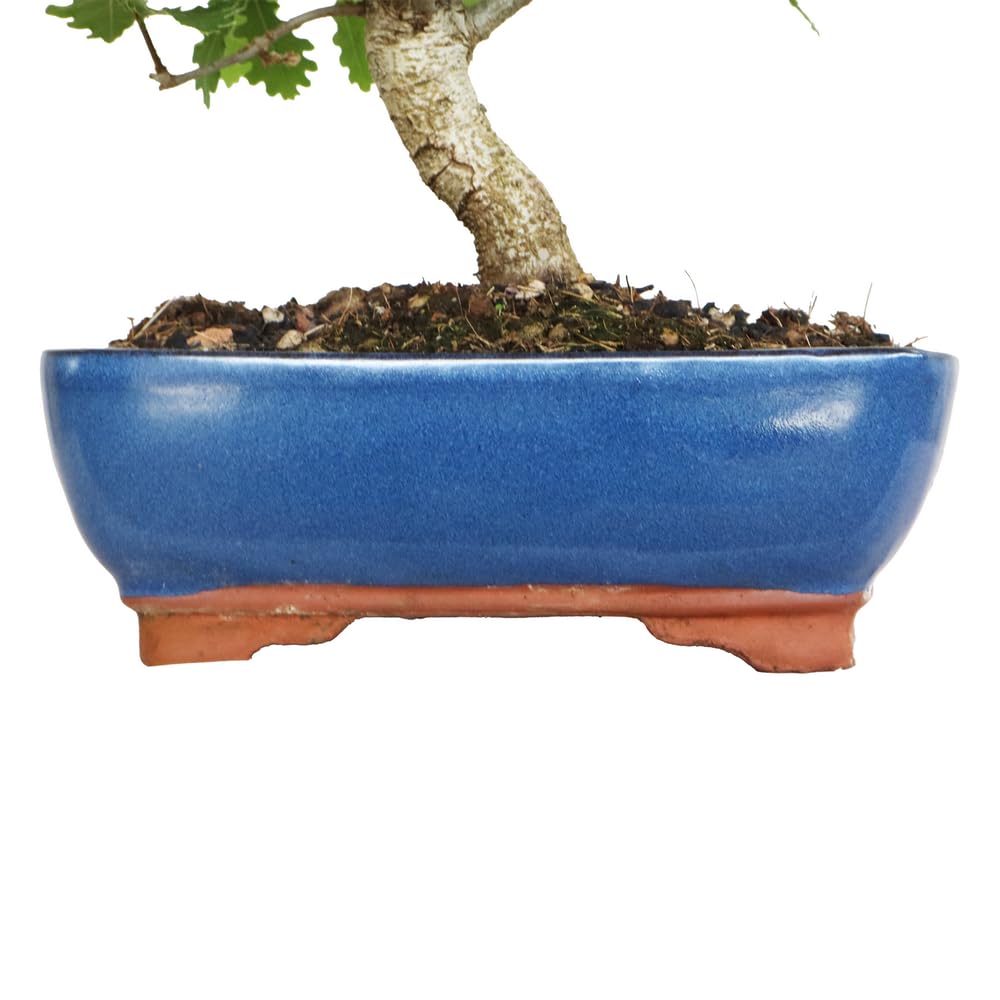 KENTIS - Bonsaï Quercus Pubescens - Bonsaï Chêne pubescent du Japon - Vraies Plantes Décoratives d'Extérieur - H 25-35 cm Pot en Céramique Ø 21 cm