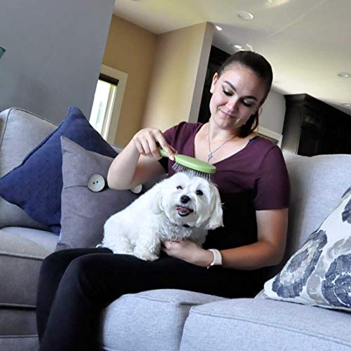 Best Brushes for Labradoodles of 2022: Top Picks 8 51qpIUd0BML