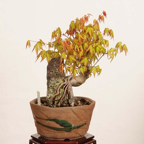 【紅葉 石付き盆栽】大型50cm 風景盆栽 山景 自然石 モミジ Amazon.co.jp: 遊恵盆栽 ：山紅葉石付 現品*山もみじ モミジ Momiji
