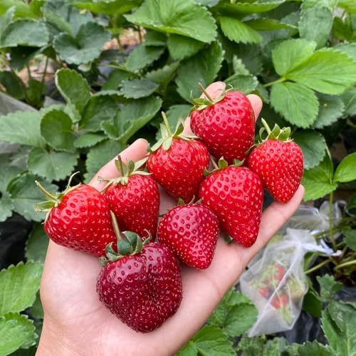 Semi di fragola, resistenti per contenitori da giardino Le da giardino sono resistenti 30pcs