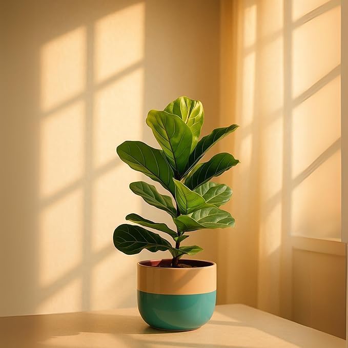 Image of Live Fiddle Leaf Fig Plant (Ficus lyrata) - Premium Indoor Ornamental Plant | Air-Purifying, Easy-Care & Lush Green Foliage With Black 3 Inch Premium Pot
