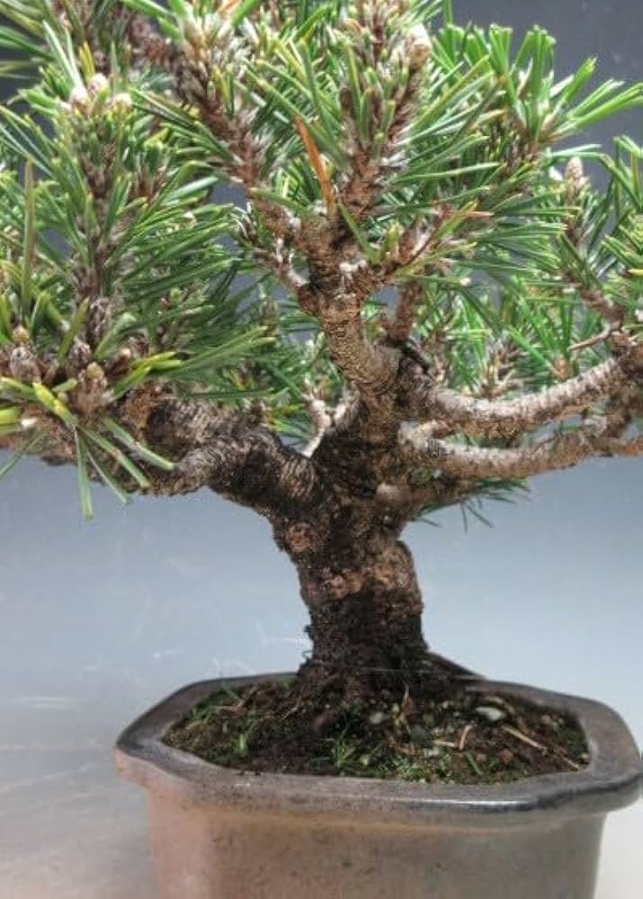 Amazon | ミニ盆栽 八房 寿黒松(千寿丸)【現品】(3763) | 盆栽 Amazon | ミニ盆栽 八房 寿黒松(千寿丸)【現品】(3763) | 盆栽