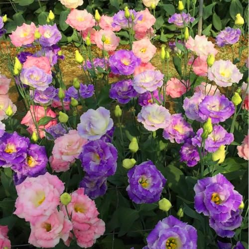 Lisianthus Seeds, 20 Count – Thornless Roses Easy Care Decorative Eustoma Flowers for Home Garden Growing