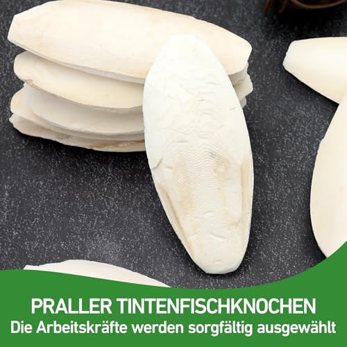 10 Stück 8-11 cm Sepiaschalen, Sepiaschalen für Schildkröten, handgemachte Tintenfischschalen geeignet zur Kalziumversorgung für Vögel, Schildkröten und Reptilien als Haustiere.