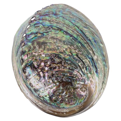 Concha de abulón natural de 10-12cm con brillo iridiscente para manualidades 2