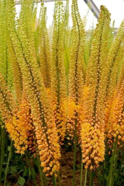 Ritz Farming® Foxtail Lily Imported Flower Bulbs for Home and Gardening, Pack of 2 (yellow) (B0DDQV42Q8) Amazon Price History, Amazon Price Tracker