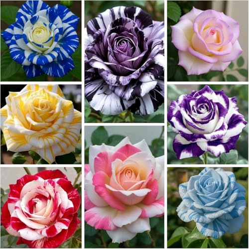 50+ Exotic Rose Seeds for Planting Perennial Rare Rose Seeds Flower Bush Shrub Flowers Seed Beautiful Flower for Home Garden