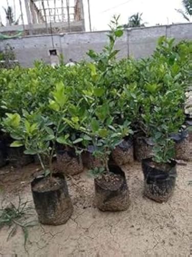 Image of All-Time12 Months Hybrid Grafted Guti Kolom Live Fruit Plant Original & Authentic for Outdoor Fast-Growing Fruit Plant Home Pack Of-1 (kagzi lemon plant pack of-1, Medium)