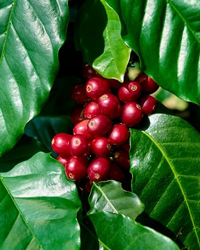 Geisha Ainanani Kona Coffee en grano 8 oz miniatura 3