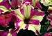 Lime Bi-color Petunia Seeds - 100+ Seeds