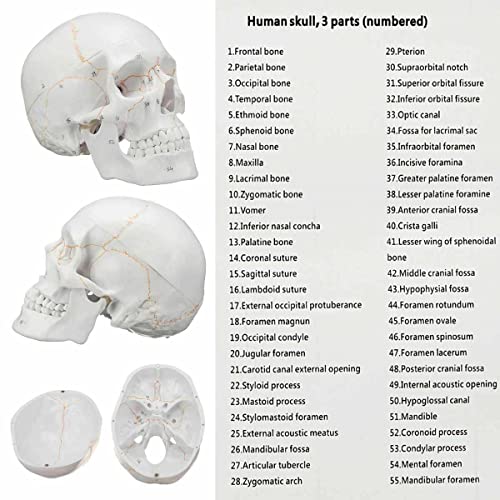 Image of Life Size Premium Human Skull Model with Removable Calvarium Anatomical Model Numbered to Show Detailed Features 3 Parts with Detailed Study Guide