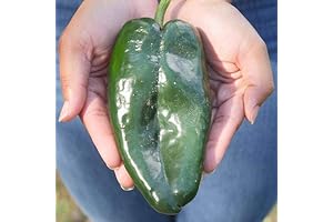 Park Seed Carranza Poblano Pepper Seeds: Exceptional Harvest for Zesty Cuisines