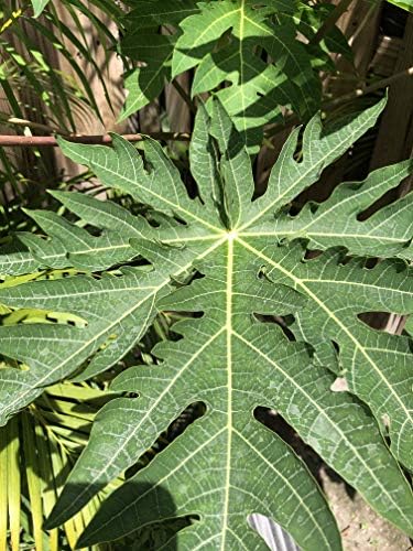 Fresh Papaya Leaves