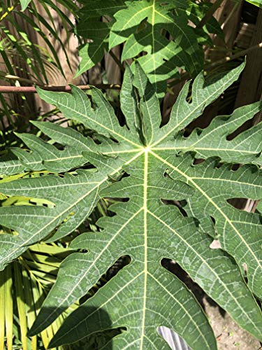 Fresh Papaya Leaves 4 oz.