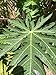 Fresh Papaya Leaves (8 oz.)
