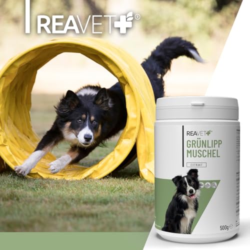 ReaVET Grünlippmuschel Extrakt Pulver 100g für Hunde & Katzen | Grünlippmuschelpulver Hund, Grünlippmuschelextrakt hochdosiert nach behandelter Arthrose Arthritis