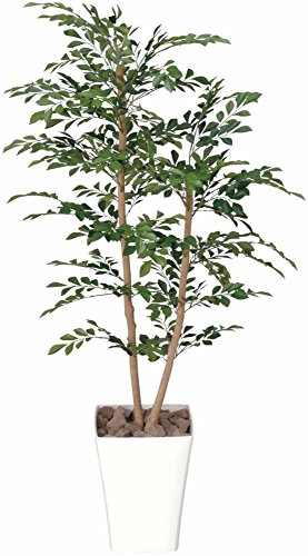 トネリコ 観葉植物の人気商品 通販 価格比較 価格 Com