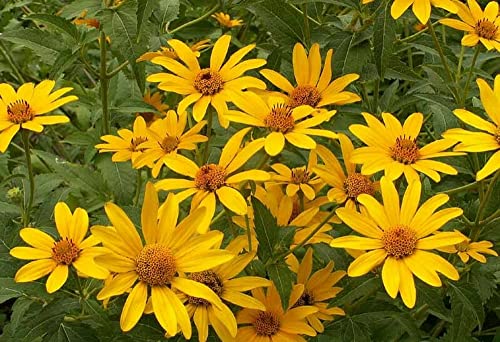 250 Ox-Eye Sunflower Heliopsis Helianthoides Seeds - Premium Non-GMO, Open Pollinated, US Grown Seed
