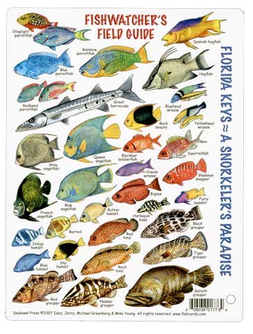 Mini Fishwatchers Field Guide Florida Keys a Snorkelers Paradise ID Card