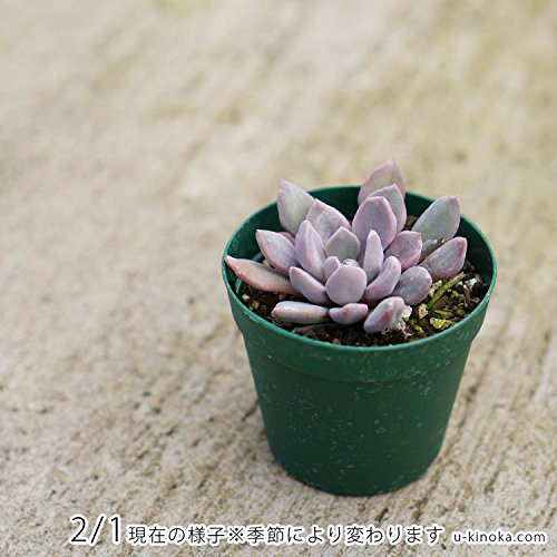 Amazon.co.jp: トップシーデビー 7.5cmポット 多肉植物 グラプトベリア