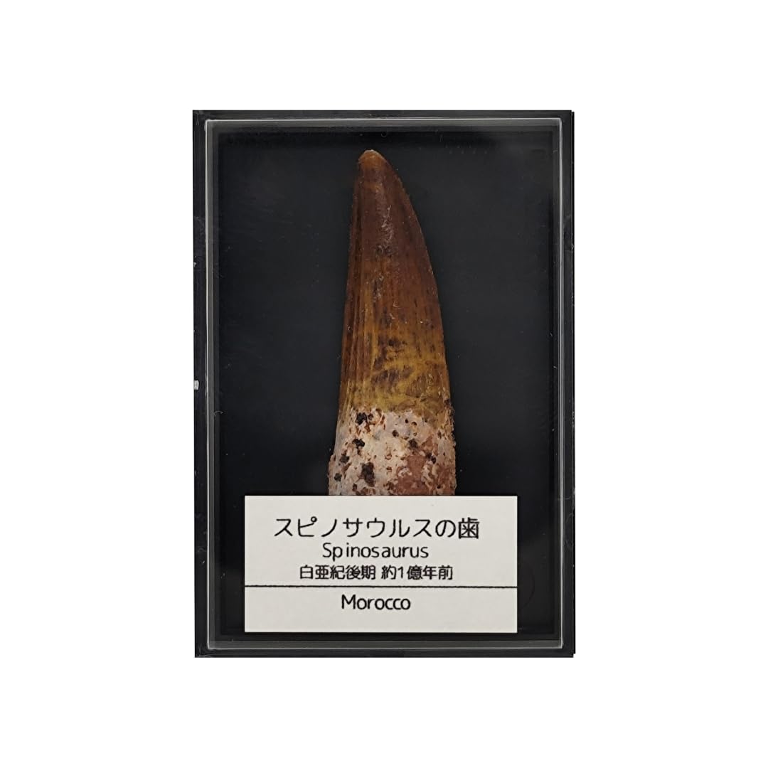 Amazon | つくしサイエンス スピノサウルス 歯 化石 恐竜 本物 白亜紀