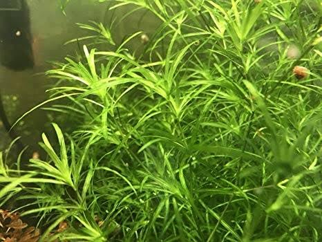Guppy Grass Aquarium Plant - 5 Pcs | Fresh Live Aquatic Plants for Aquariums | Fast-Growing & Easy to Maintain | (B0DDJ67NKH) Amazon Price History, Amazon Price Tracker