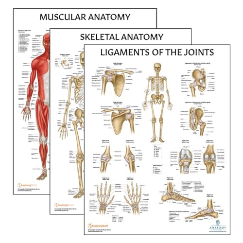 Anatomy Lab 3 PACK Muscular, Skeletal, and Ligaments of the Joints Human Anatomy Poster Set, LAMINATED, Anatomy and Physiology Posters, 17.3 x 22.5 Inches, Muscles Diagram, Skeletal System, Made