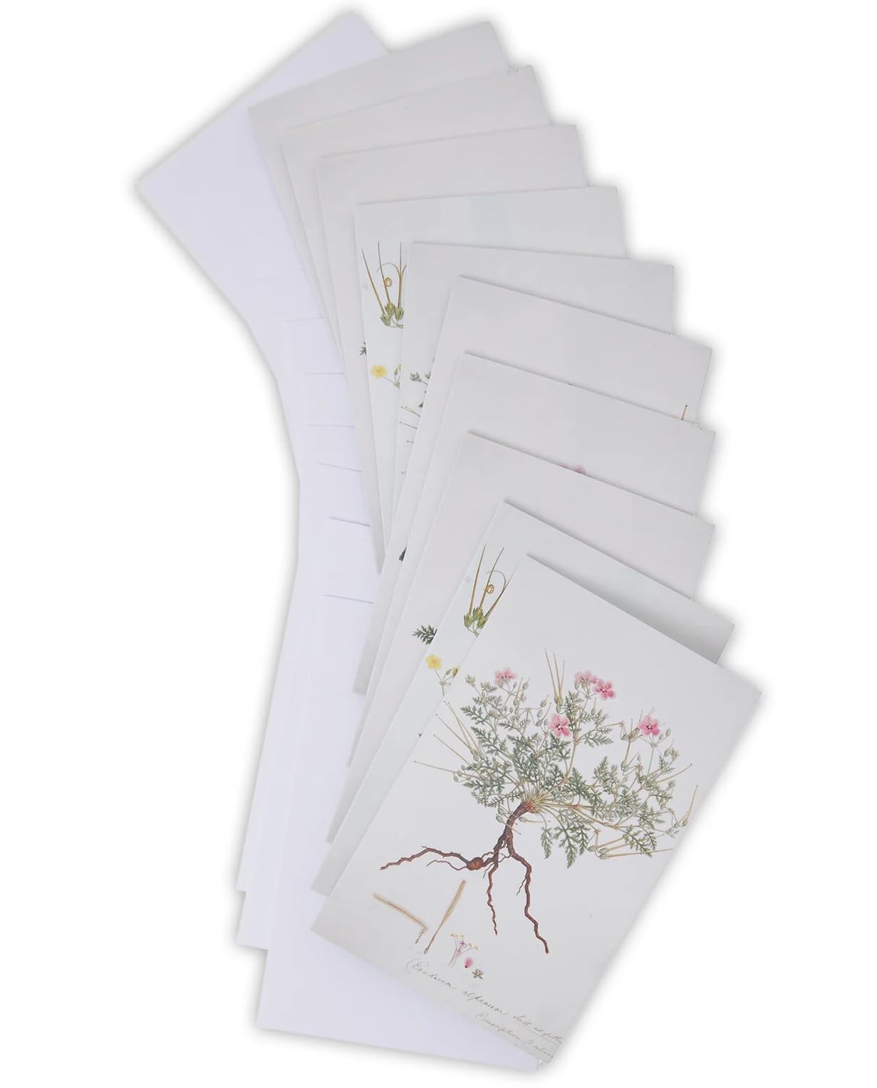 Fitzwilliam Museum Flora Graeca Illustrations Note-let Blank Pack of 10 Cards University of Cambridge (2 each of 5 Designs) - Image 2
