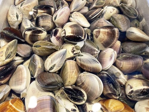 tY ij ͂܂ TCY i120`30gOj 1kg