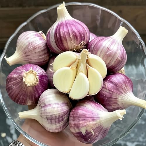Semillas de ajo resistentes, semillas de Allium sativum, balcón invernadero ajo elefante jardín rocas resistentes variedades antiguas 300pcs