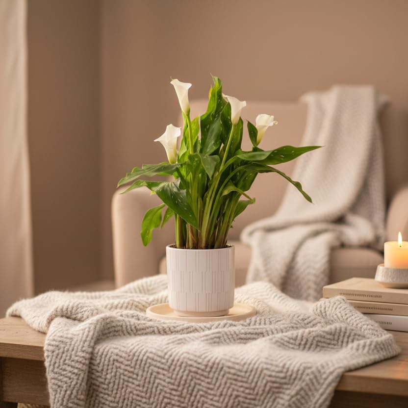 Calla Lily Plant - White Houseplant with White Ceramic Pot | Indoor Potted Plant by Luxe Leaf Plants