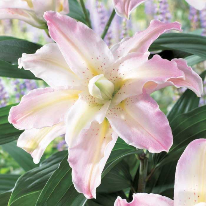 Amazon.co.jp: 秋植え 球根 八重咲き オリエンタルリリー 百合 Amazon.co.jp: 秋植え 球根 八重咲き オリエンタルリリー 百合