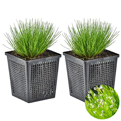 Bloomique - 2er-Set - Scirpus Cernuus - Haargras - Teichpflanzen - Wasserpflanzen - Winterhart - 10-20 cm Hoch - Topf 11 cm