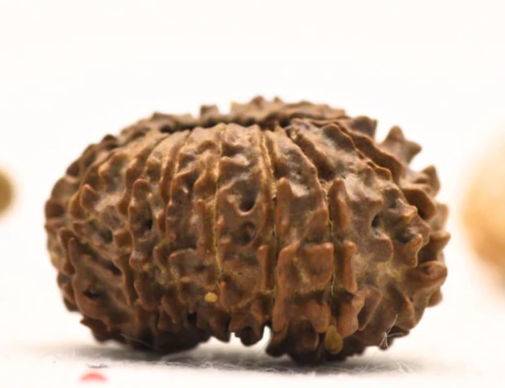 14 Mukhi Nepali Rudraksha Certified Pendant with Red Thread