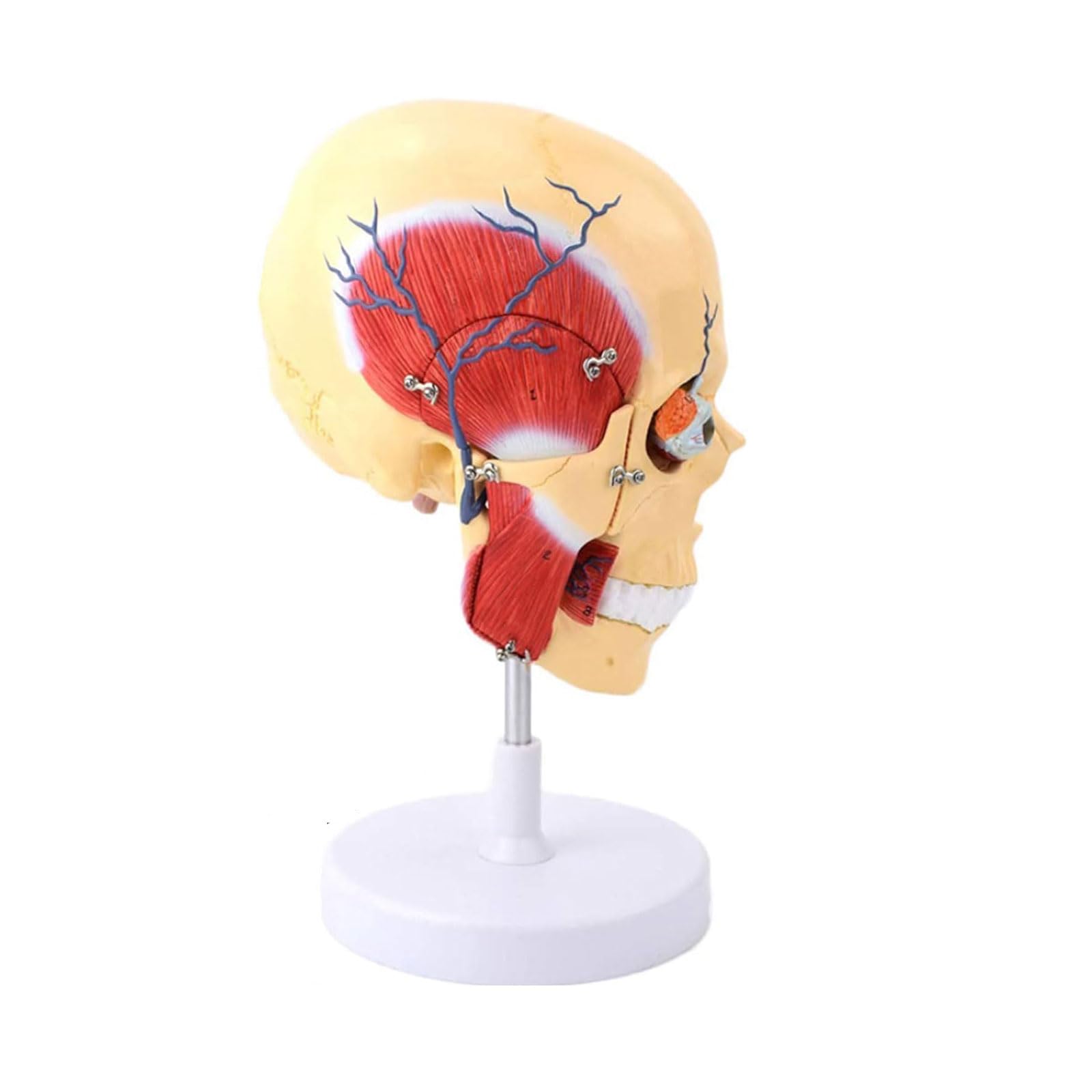 YNIYUJKL Organ Model Human Brain Structure Anatomy Model Muscle Masticatory Nerve Arterial Vein Model For Medical Teaching Tools