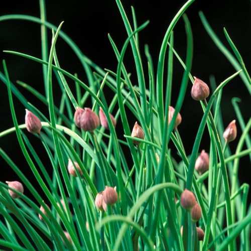 Lot of 2 Heirloom Chives Live Plant for Planting, Heirloom Leeks Plant, Hardy Perennial Chives Plant for Planting, Size 4 to 5 Inches Lot of 2 Heirloom Chives Live Plant for Planting, Heirloom Leeks Plant, Hardy Perennial Chives Plant for Planting, Size 4 to 5 Inches