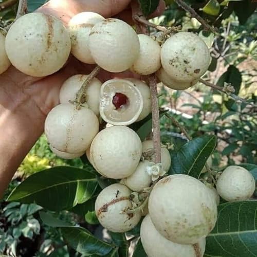 Image of All-Time12 Months Hybrid Grafted Guti Kolom Live Fruit Plant Original & Authentic for Outdoor Fast-Growing Fruit Plant Home Pack Of-1 (White Longan plant Pack of-1, Medium)