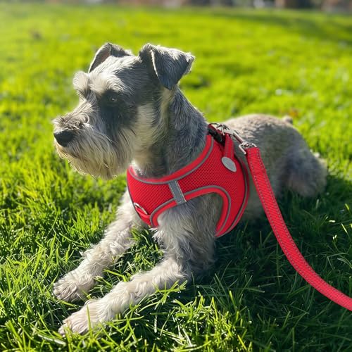 Joytale Hundegeschirr, Reflektierend Weich Gepolstert Hunde Geschirr, Air-Mesh Atmungsaktiv Brustgeschirr für Kleine Mittelgroße Hunde, M, Rot