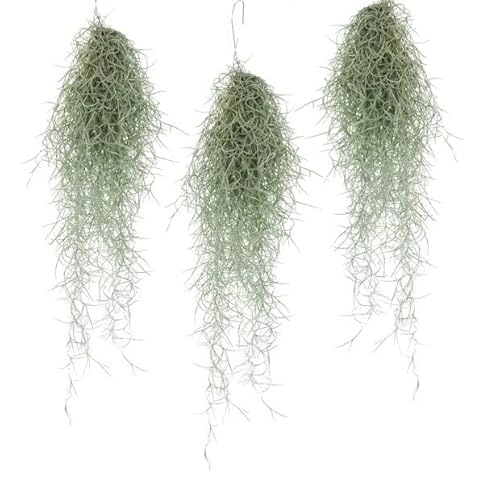 Plant in a Box - Tillandsia Usneoides – zestaw 3 sztuk – mech hiszpański – rośliny pokojowe – rośliny powietrzne – wysokość 25-40 cm