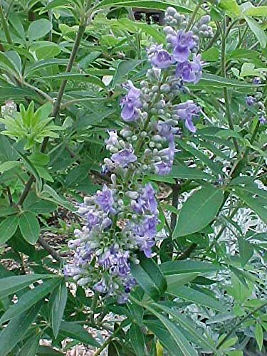 'Shoal Creek' Vitex (2.5 Gallon) Deciduous Tree With Deep Purple Blooms - Full Sun Live Outdoor Plant #TOP4