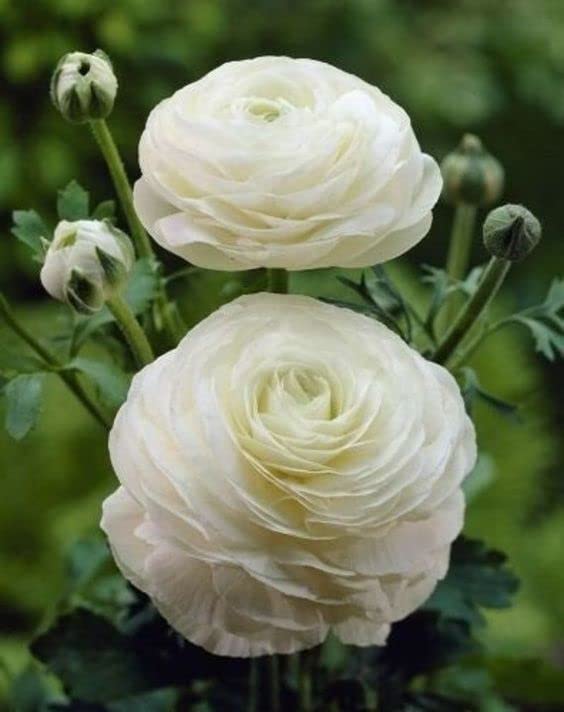See full amazon price history chart for RADHA KRISHNA AGRICULTURE® Imported Double Peony Ranunculus Flower Bulbs For Indoor/Outdoor Gardening Pack Of 2 Flower Bulbs (White) RADHA KRISHNA AGRICULTURE® Imported Double Peony Ranunculus Flower Bulbs For Indoor/Outdoor Gardening Pack Of 2 Flower Bulbs (White) (B0BHHDBQVN) Amazon Price History, Amazon Price Tracker