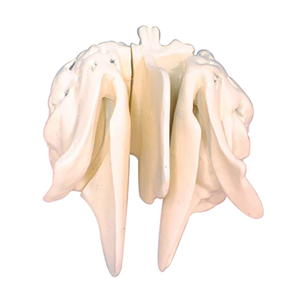 Modello Di Amplificazione Dell'Osso Del Setaccio Della Testa Del Cranio - Modello Dell'Osso Del Setaccio - Modelli Scientifici Anatomici Della Testa Del Cranio Medico - Per La Visualizzazione Dello S