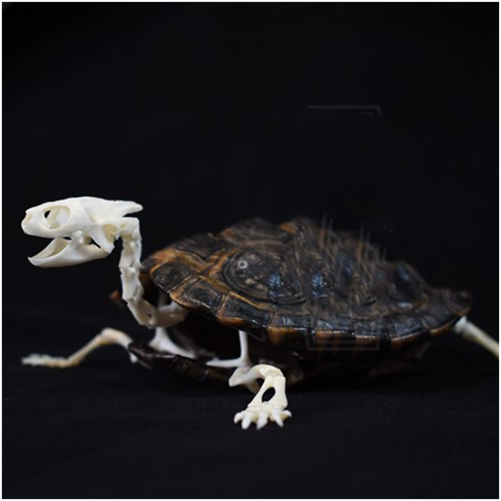 Amazon.co.jp: 亀の骨格標本剥製用品アートボーン獣医医学1:1、Lサイズ