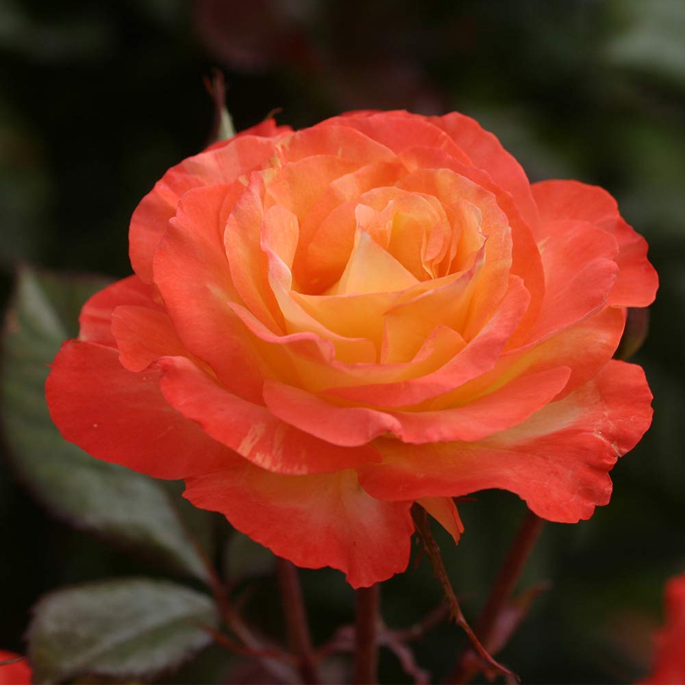 玫瑰花卉 🌹第三年奥斯丁玫瑰爆花/Aldi$8 爬藤架必备🌹 | 社区家居厨卫精选