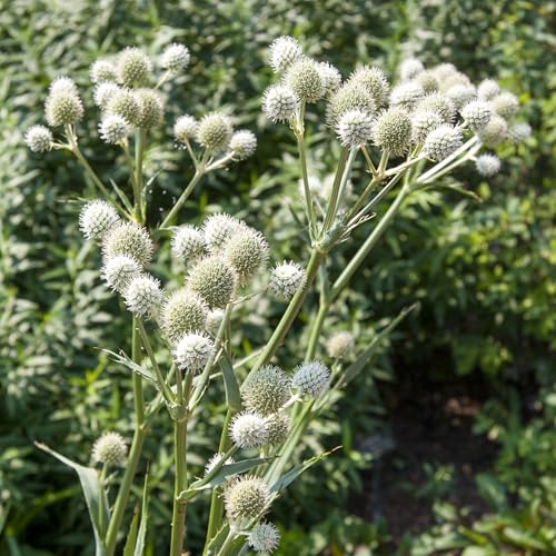 Rattlesnake Master Sea Holly Dormant Bare Root 3 Pack