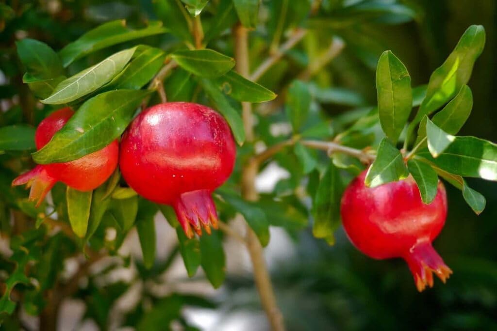 Chakla Grafted Special Thai Red Biz Size Anar Plant, Plant Hight 2-2.5 Feet,(Fruit After 6-8 Month) Pack Of 1 Healthy Plant, (B0CCMNB98P) Amazon Price History, Amazon Price Tracker